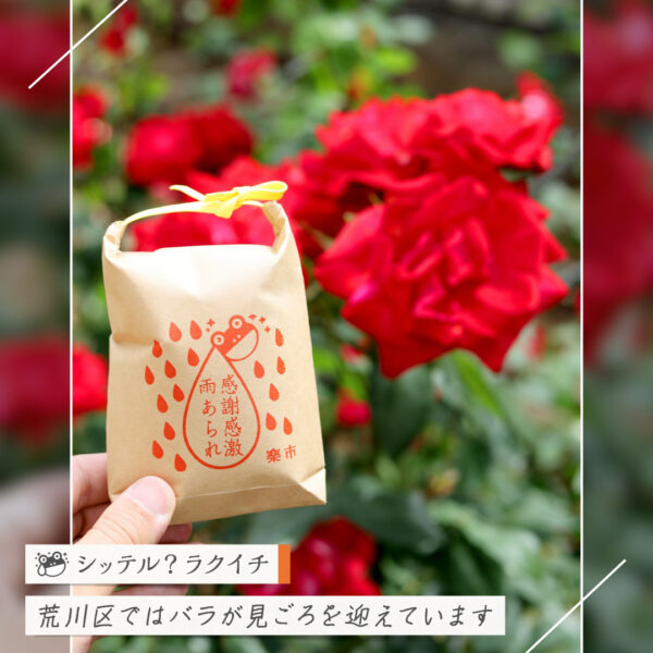 【シッテル？ラクイチ】136・都電荒川線とバラ・三ノ輪橋周辺は見頃です-をかし楽市-